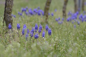 Grape Hyacinths (Muscari botryoides) between grapevines