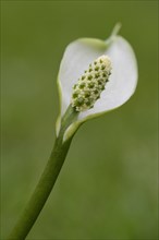 Bog Arum or Marsh Calla (Calla palustris)