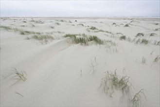 Foredunes at a beach