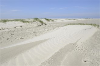 Foredunes at a beach