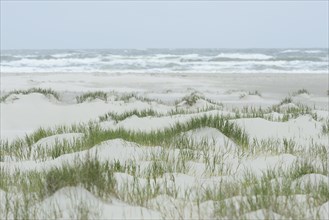 Foredunes at a beach
