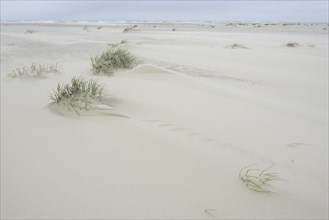 Foredunes at a beach
