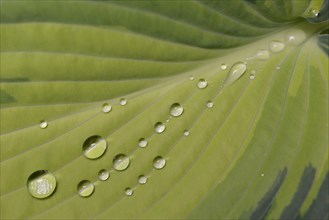 Leaf of a Plantain Lily (Hosta 'June') with raindrops