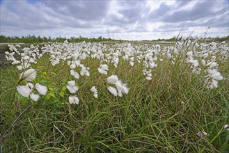 Common Cottongrass or Common Cottonsedge (Eriophorum angustifolium) in a bog