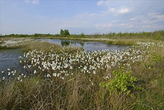 Common Cottongrass or Common Cottonsedge (Eriophorum angustifolium) in a bog