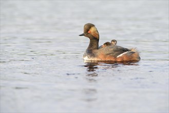 Black-necked Grebe (Podiceps nigricollis) with chicks