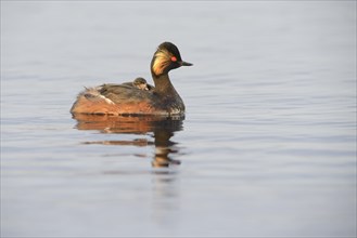 Black-necked Grebe (Podiceps nigricollis) with a chick