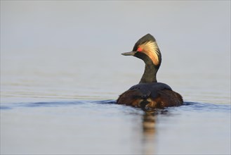 Black-necked Grebe (Podiceps nigricollis)