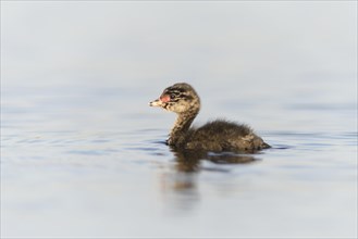 Black-necked Grebe (Podiceps nigricollis)