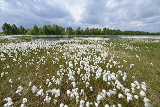Wetland regeneration area with Common Cottongrass or Common Cottonsedge (Eriophorum angustifolium)