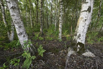 Birch forest with Silver Birch (Betula verrucosa)