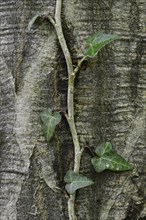 Ivy (Hedera helix) on a European Hornbeam (Carpinus betulus)