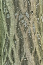 Bark of a European Hornbeam (Carpinus betulus)