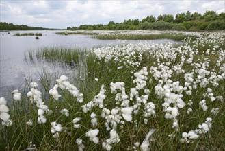 Wetland regeneration area with Common Cottongrass or Common Cottonsedge (Eriophorum angustifolium)