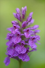 Robust Marsh Orchid (Dactylorhiza elata hybrid 'Alex Duguid')