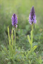 Heath Spotted Orchid or Moorland Spotted Orchid (Dactylorhiza maculata)