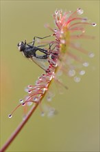 Oblong-leaved Sundew or Spoonleaf Sundew (Drosera intermedia) with a fly