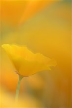 California Poppy or Golden Poppy (Escholzia californica)