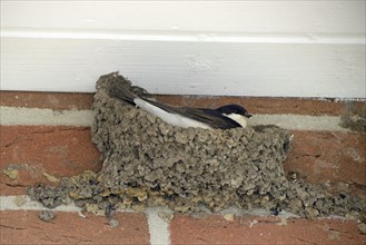 House Martin (Delichon urbicum) on the nest