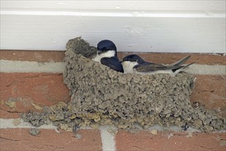 House Martins (Delichon urbicum) building a nest