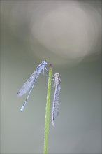 Azure Damselflies (Coenagrion puella)
