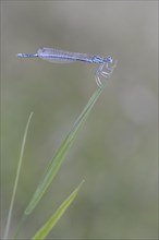 White-legged Damselfly or Blue Featherleg (Platycnemis pennipes)
