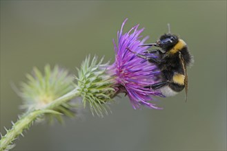 Buff-tailed Bumblebee or Large Earth Bumblebee (Bombus terrestris)