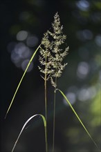 Wood Small-reed or Bushgrass (Calamagrostis epigejos)