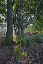 Sun rays in a forest