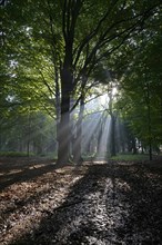 Sun rays in the forest