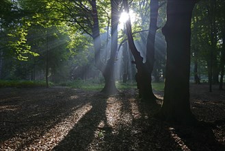 Sun rays in the forest