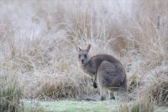 Western Grey Kangaroo or Kangaroo Island Kangaroo (Macropus fuliginosus)