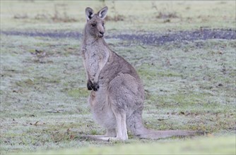 Western Grey Kangaroo or Kangaroo Island Kangaroo (Macropus fuliginosus)