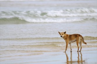 Dingo (Canis lupus dingo) on a beach