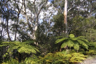 Soft Tree Ferns or Man Ferns (Dicksonia antarctica)