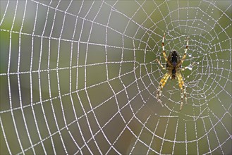 European garden spider (Araneus diadematus) in the web