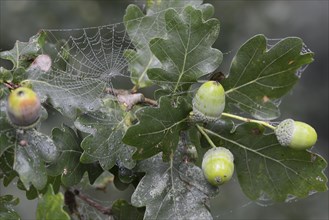 Acorns (Quercus robur)