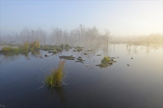 Early morning in a swamp or a moor