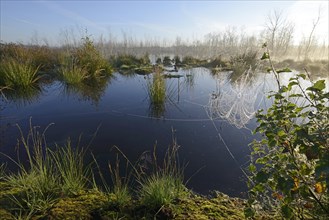 Early morning in a swamp or a moor