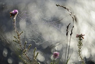 Spider's web on cross-leaved heath (Erica tetralix)