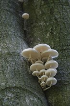 Porcelain fungus (Oudemansiella mucida)