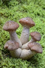 Common Armillaria (Armillaria ostoyae)