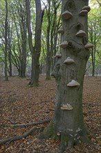 Tinder fungus (Fomes fomentarius) on beech trunk(Fagus sylvatica)