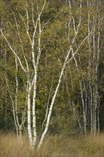 Birches (Betula pendula) in autumn