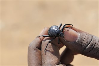 Namib Desert Beetle (Onymacris unguicularis) on a hand