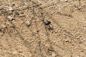 Namib Desert Beetle (Onymacris unguicularis) Tsisab Gorge
