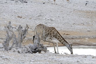 Giraffe (Giraffa camelopardalis) drinking at the watering hole of Olifantsbad
