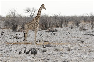 Giraffe (Giraffa camelopardalis) and Helmeted Guineafowl (Numida meleagris) at the watering hole of Olifantsbad