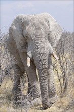 African Elephant (Loxodonta africana)