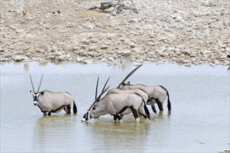 Gemsboks (Oryx gazella) at a waterhole